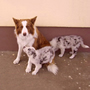 Bran (& 2 of Roxy's sisters)