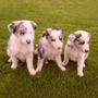Roxy & siblings